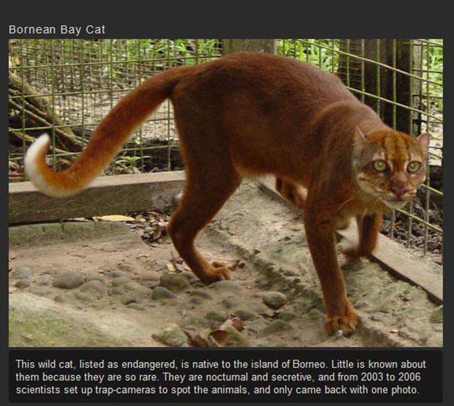 Shangrala's Rare Exotic Cats