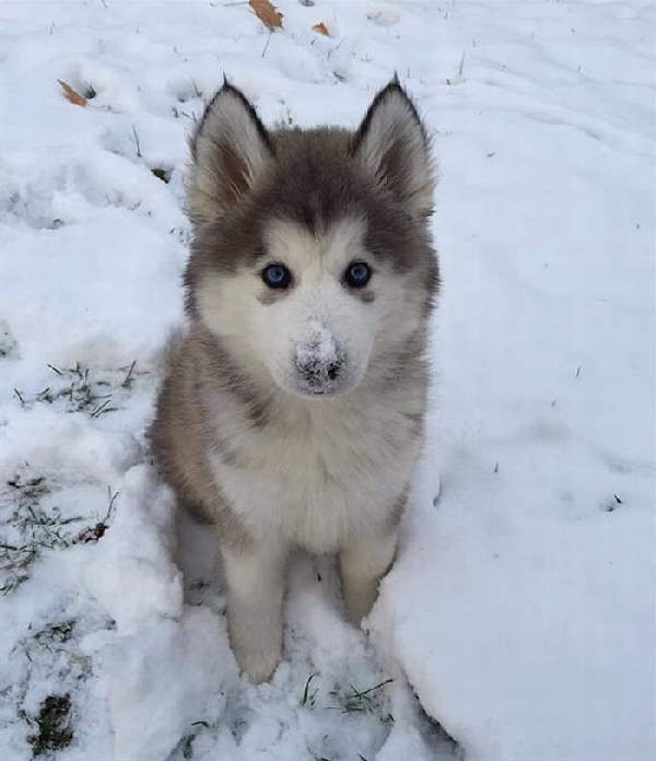 Animals First Snow