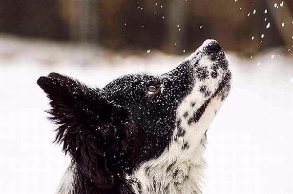 Animals First Snow