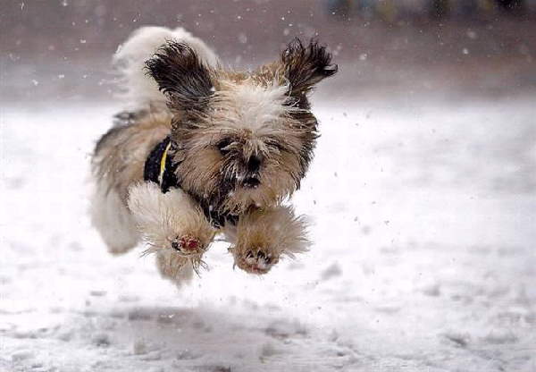 Animals First Snow