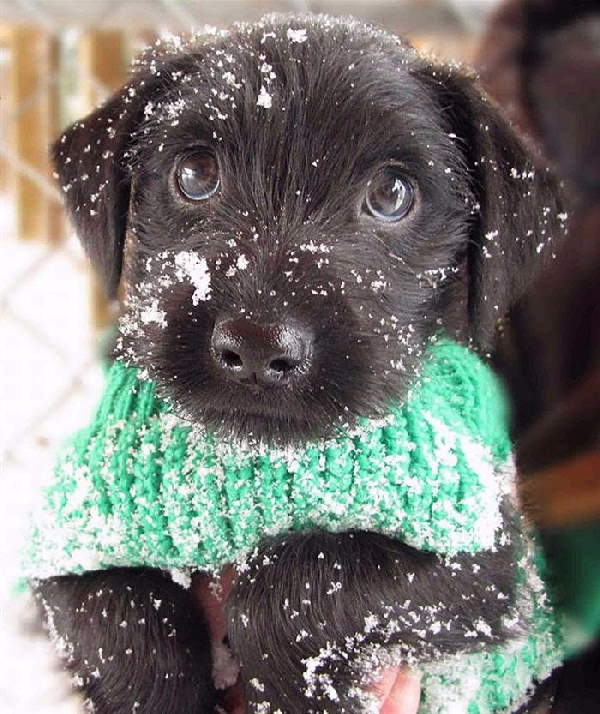 Animals First Snow