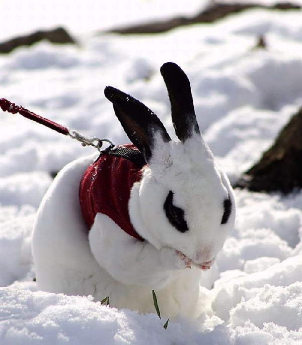 Animals First Snow