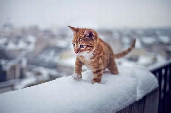 Animals First Snow