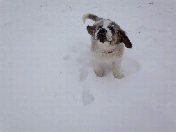 Animals First Snow