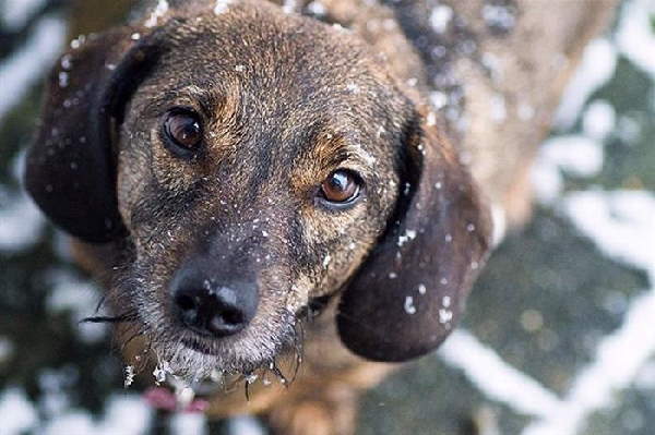 Animals First Snow