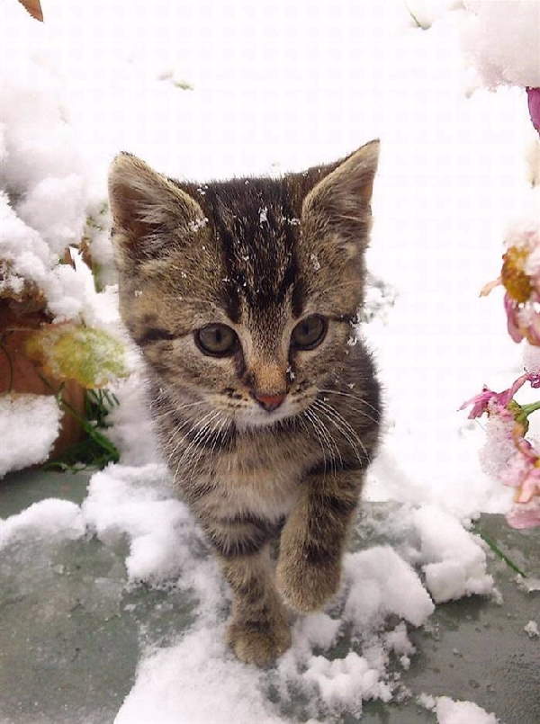 Animals First Snow