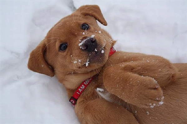 Animals First Snow