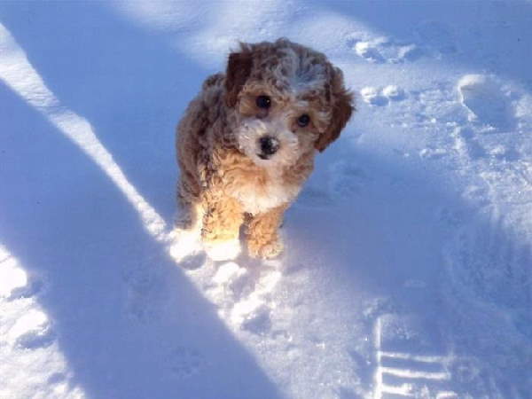 Animals First Snow