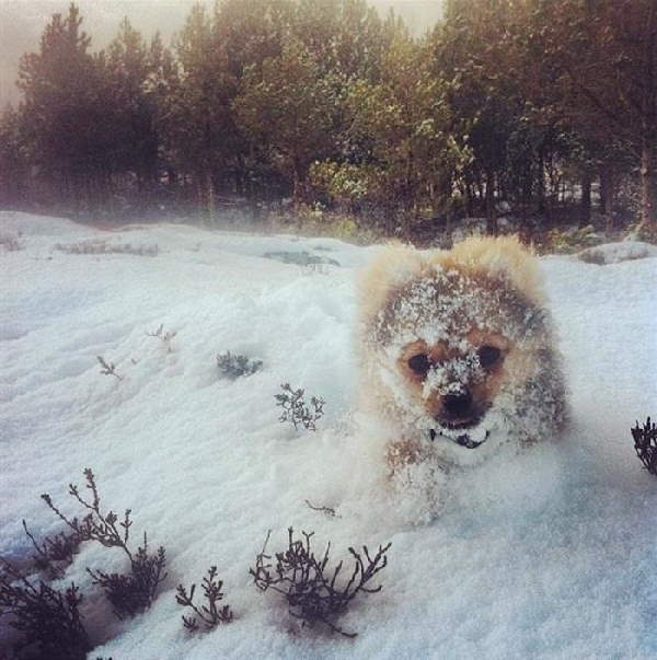 Animals First Snow