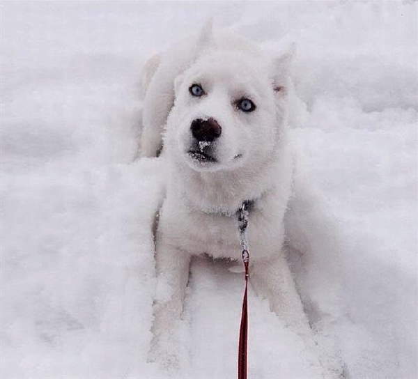 Animals First Snow