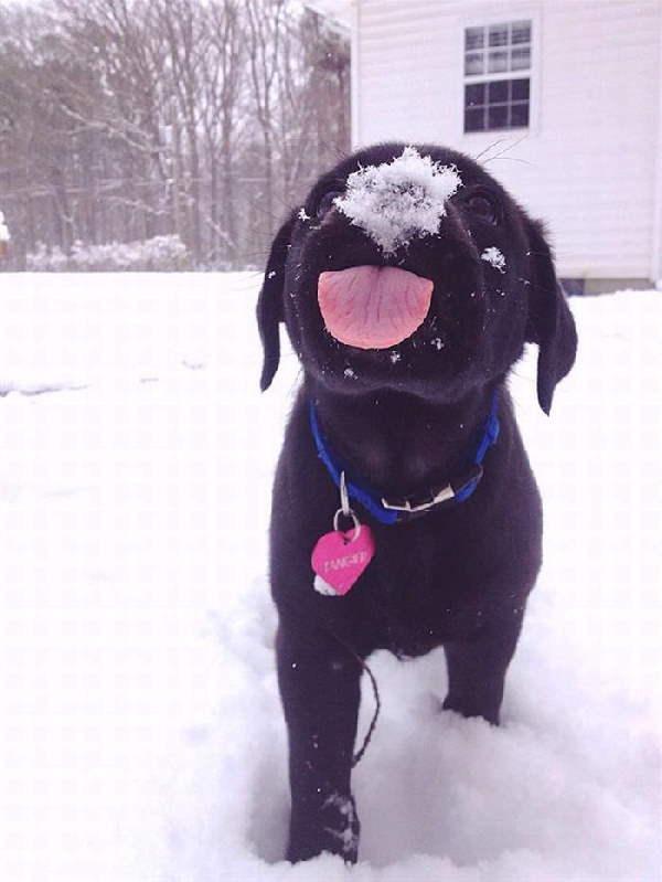 Animals First Snow