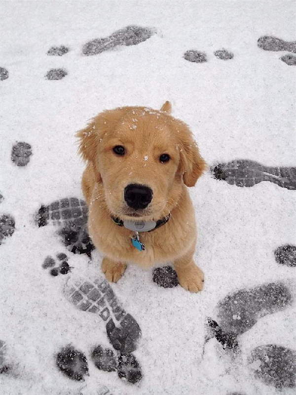 Animals First Snow