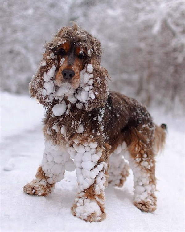 Animals First Snow