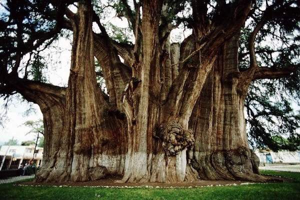 Shangrala's Most Unique Trees