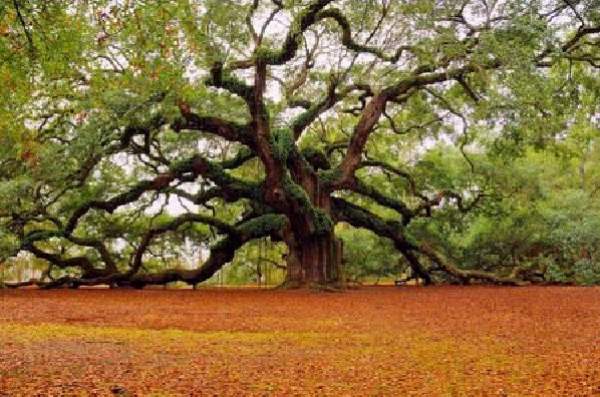 Shangrala's Most Unique Trees