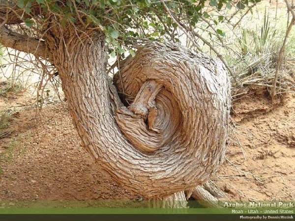 Shangrala's Most Unique Trees