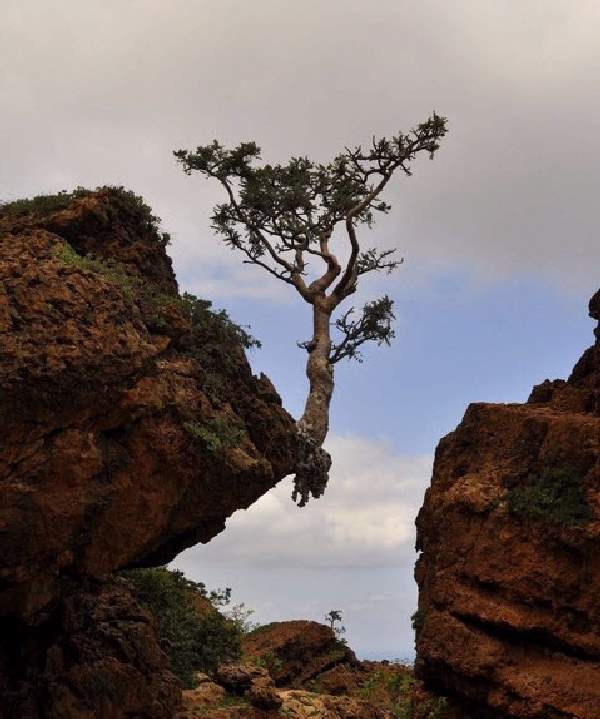 Shangrala's Most Unique Trees