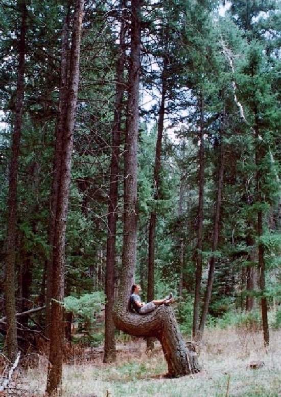 Shangrala's Most Unique Trees