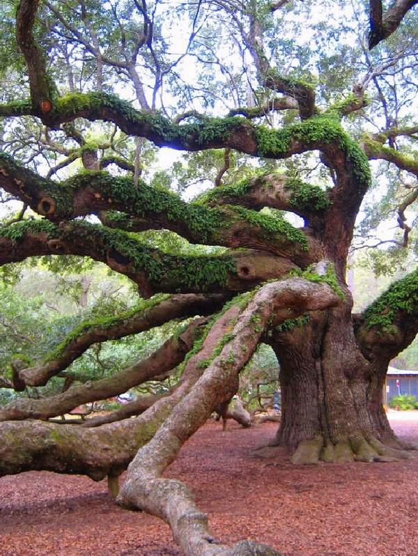 Shangrala's Most Unique Trees 2