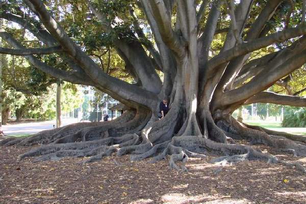 Shangrala's Most Unique Trees 2