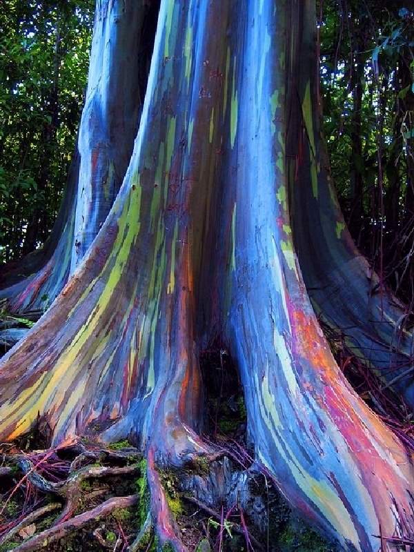 Shangrala's Most Unique Trees