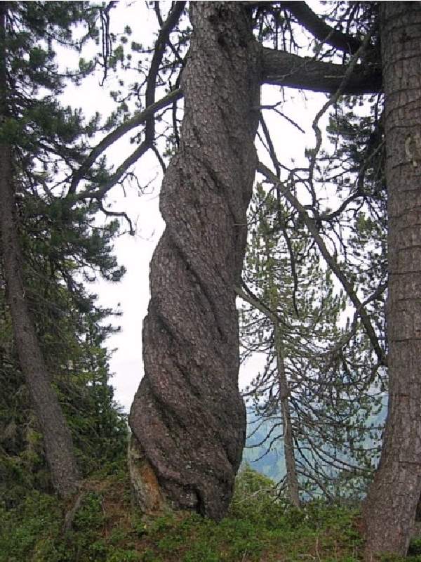 Shangrala's Most Unique Trees