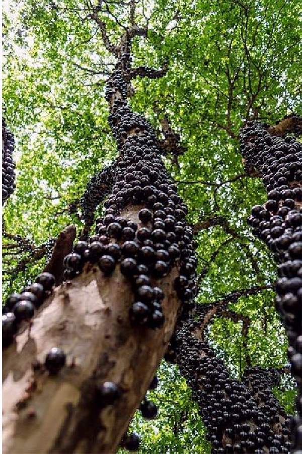 Shangrala's Most Unique Trees