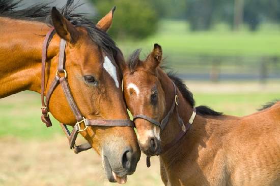 Shangrala's Animal Moms 5