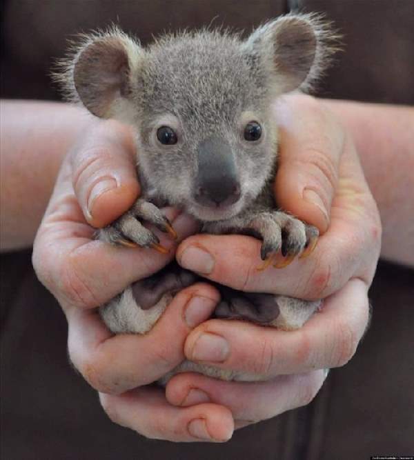 Shangrala's Hand-Sized Baby Animals