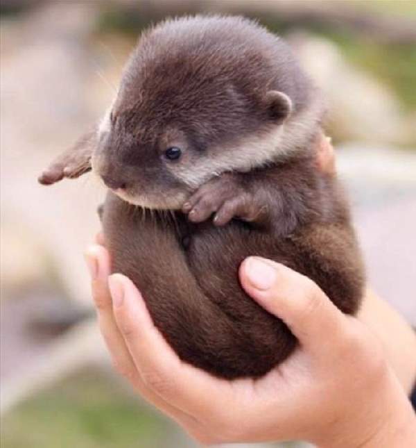 Shangrala's Hand-Sized Baby Animals