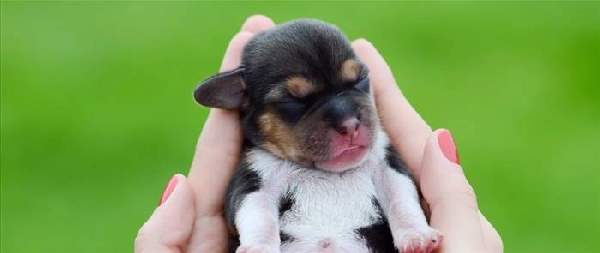 Shangrala's Hand-Sized Baby Animals