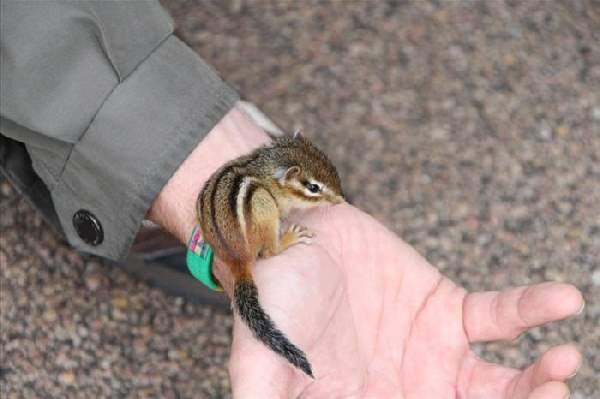 Shangrala's Hand-Sized Baby Animals