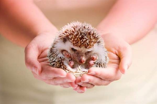 Shangrala's Hand-Sized Baby Animals