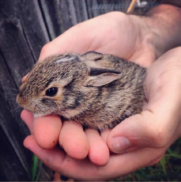 Shangrala's Hand-Sized Baby Animals