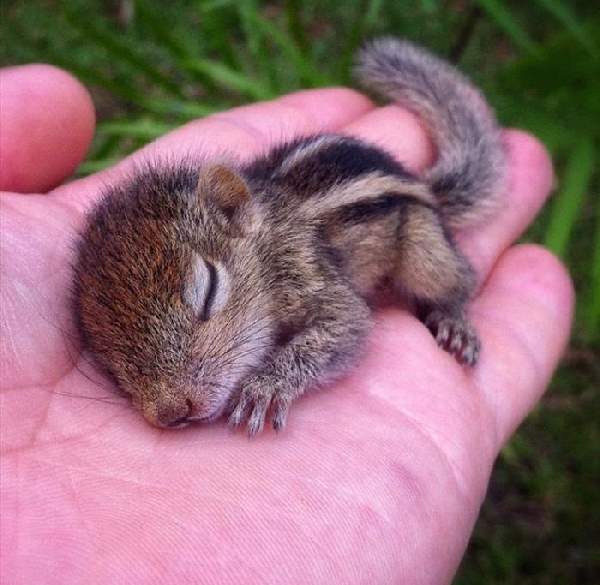 Shangrala's Hand-Sized Baby Animals