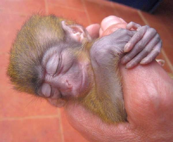 Shangrala's Hand-Sized Baby Animals