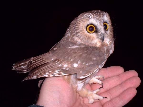 Shangrala's Hand-Sized Baby Animals