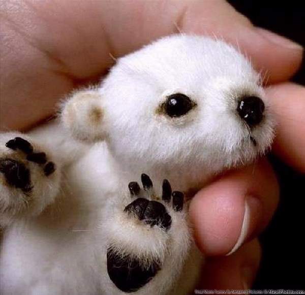 Shangrala's Hand-Sized Baby Animals