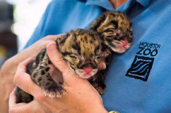 Shangrala's Hand-Sized Baby Animals