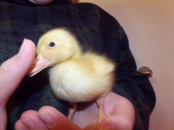 Shangrala's Hand-Sized Baby Animals