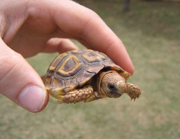 Shangrala's Hand-Sized Baby Animals