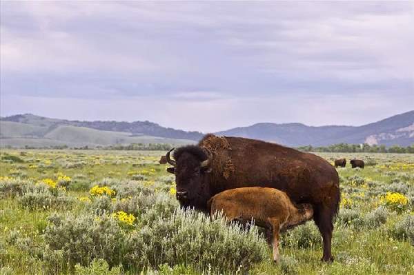 Shangrala's The Mighty Bison