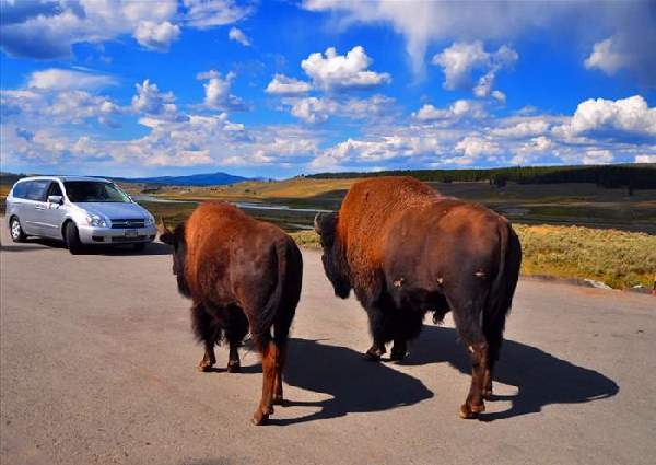 Shangrala's The Mighty Bison