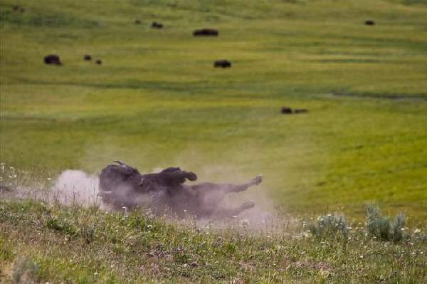 Shangrala's The Mighty Bison