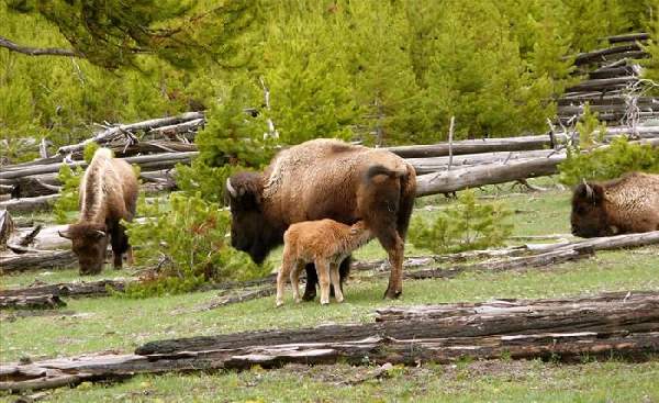 Shangrala's The Mighty Bison