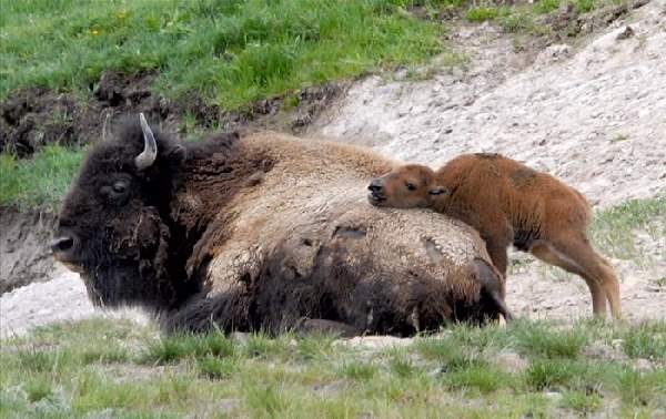 Shangrala's The Mighty Bison