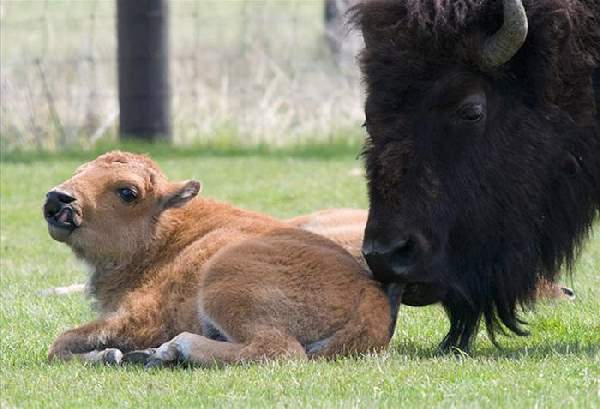 Shangrala's The Mighty Bison