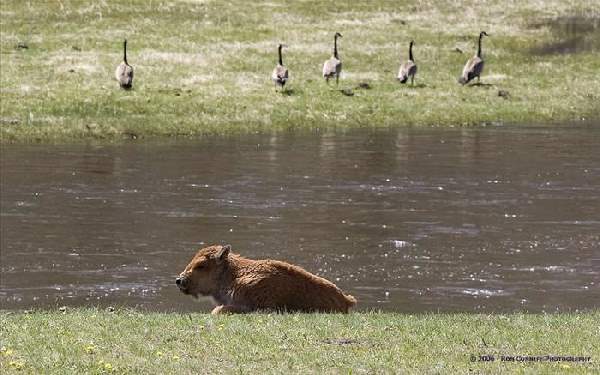 Shangrala's The Mighty Bison