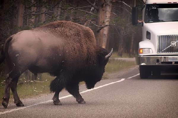 Shangrala's The Mighty Bison