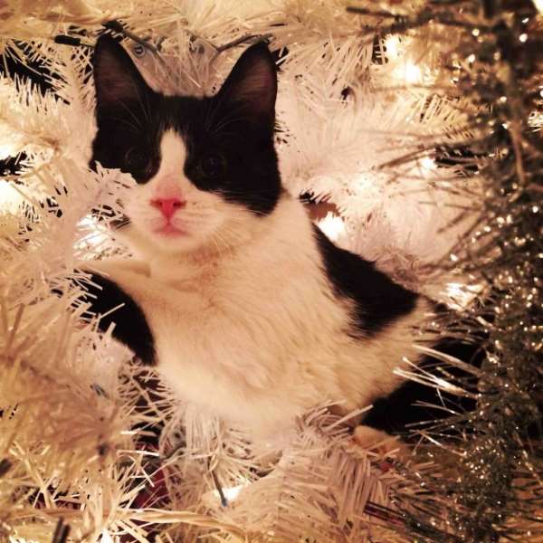 Shangrala's Christmas With Cats 2